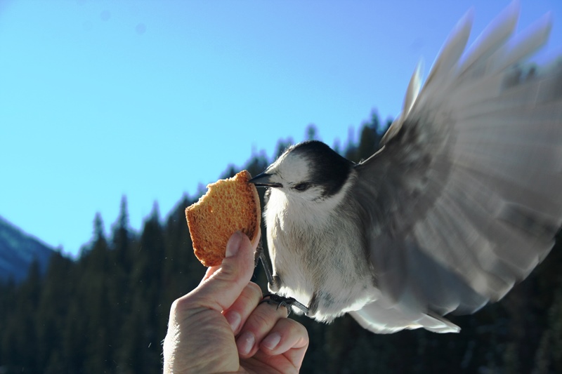 Manning Park Bird