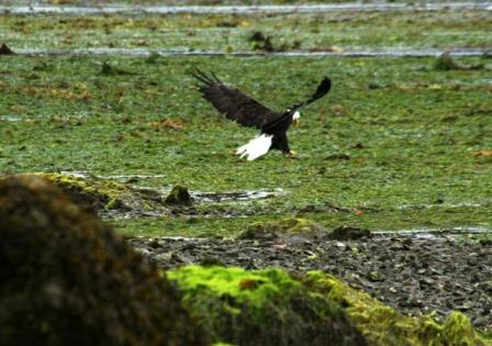 Bald Eagle, Salt Spring Island